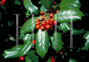 Picture of Ilex cornuta 'Burfordii'