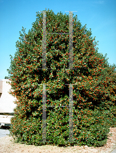 Picture of Ilex cornuta 'Burfordii'