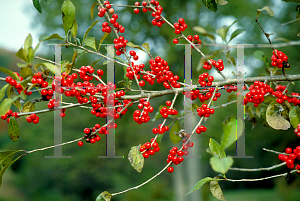 Picture of Ilex decidua 