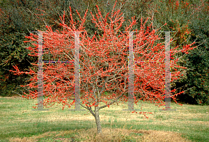 Picture of Ilex decidua 