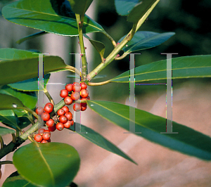 Picture of Ilex latifolia 