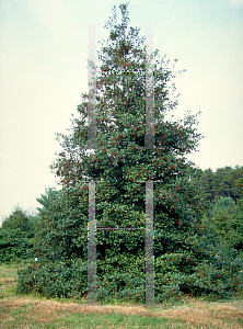 Picture of Ilex opaca 'Lady Alice'