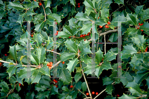 Picture of Ilex opaca 'Lady Alice'