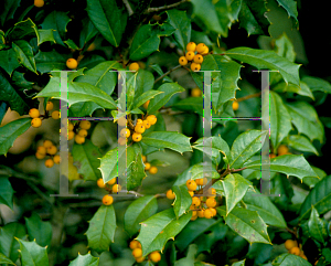 Picture of Ilex opaca 'Old Gold'