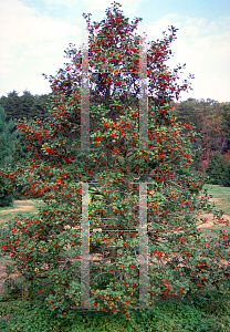 Picture of Ilex opaca 'Westcroft'