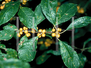 Picture of Ilex verticillata 'Chrysocarpa'