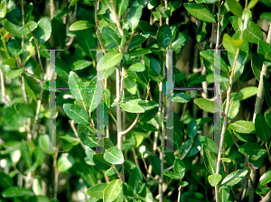 Picture of Ilex vomitoria 