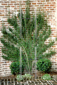 Picture of Ilex vomitoria 