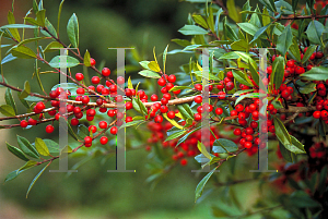 Picture of Ilex x attenuata 'Fosteri #2'