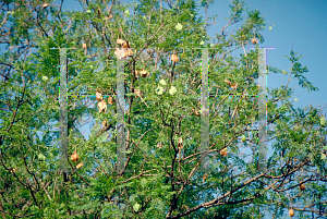 Picture of Jacaranda mimosifolia 