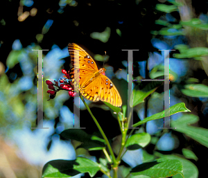 Picture of Jatropha integerrima 