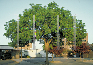 Picture of Juglans nigra 