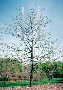 Picture of Juglans nigra 