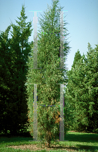 Picture of Juniperus scopulorum 