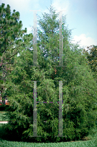 Picture of Juniperus virginiana var. silicicola 