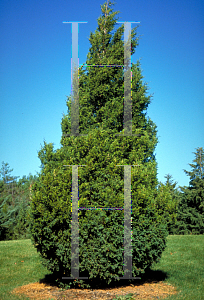 Picture of Juniperus virginiana 