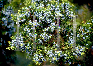 Picture of Juniperus virginiana 'Canaertii'