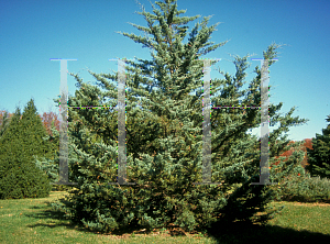 Picture of Juniperus virginiana 'Glauca'