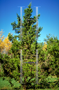 Picture of Juniperus virginiana 'Keteleeri'