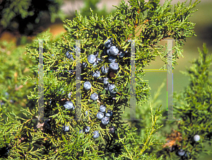 Picture of Juniperus virginiana 'Keteleeri'