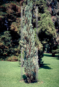 Picture of Juniperus scopulorum 'Skyrocket'