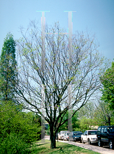 Picture of Koelreuteria bipinnata 