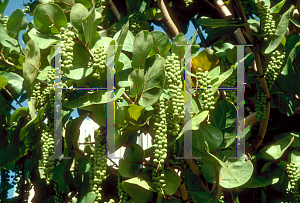 Picture of Coccoloba uvifera 