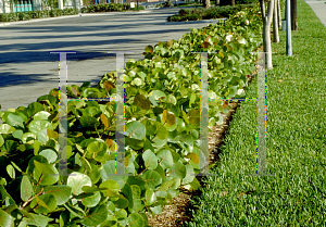 Picture of Coccoloba uvifera 