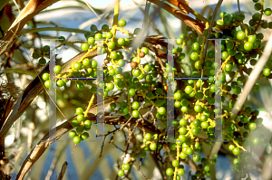 Picture of Coccothrinax argentata 