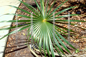 Picture of Coccothrinax argentata 