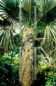 Picture of Coccothrinax crinita 