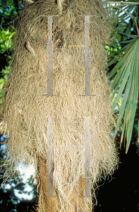 Picture of Coccothrinax crinita 