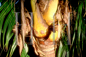 Picture of Cocos nucifera 