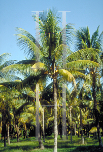 Picture of Cocos nucifera 'Malayan Dwarf'