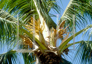 Picture of Cocos nucifera 