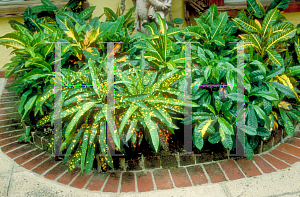 Picture of Codiaeum variegatum 