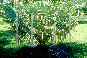 Picture of Copernicia prunifera 