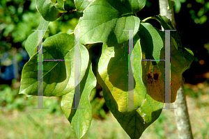 Picture of Cordia sebestena 