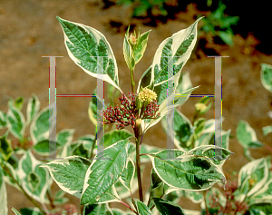 Picture of Cornus alba 'Elagantissima'