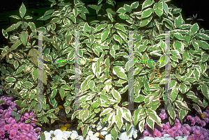 Picture of Cornus alba 'Elagantissima'