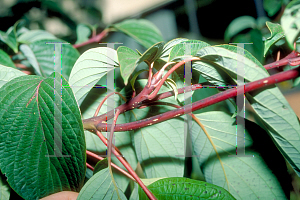 Picture of Cornus controversa 