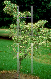 Picture of Cornus florida 'Cherokee Daybreak'