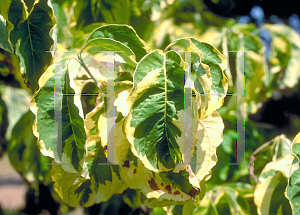 Picture of Cornus florida 'Rainbow'