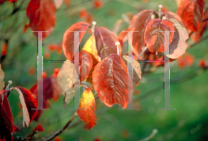 Picture of Cornus florida 'Rainbow'