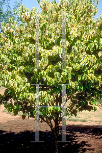 Picture of Cornus florida 'Rainbow'