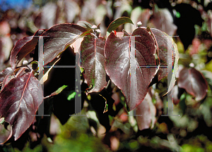 Picture of Cornus florida f. rubra 