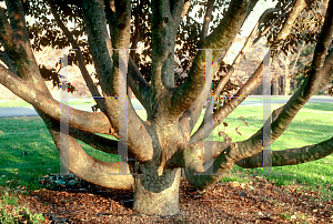 Picture of Cornus kousa 