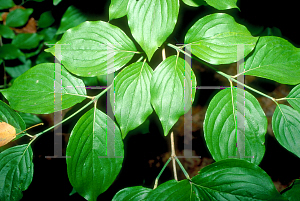 Picture of Cornus mas 