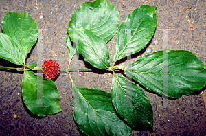 Picture of Cornus nuttallii 