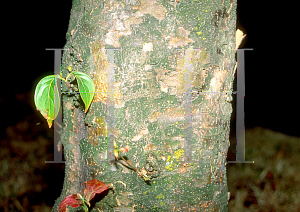 Picture of Cornus nuttallii 